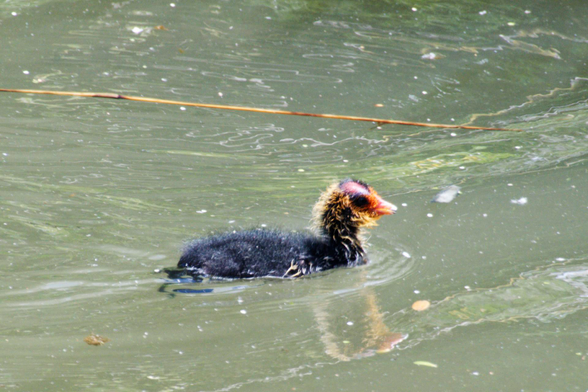 A tiny moorhen swims among twigs.