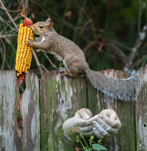 Color photo of an Eastern Grey Squirrel standing on top of a wooden fence with its forelegs up on and eating from an ear of corn that is stuck upright into a gap in top of a fence board. Below the squirrel is a pair of cupped cast cement hands mounted to the fence. 