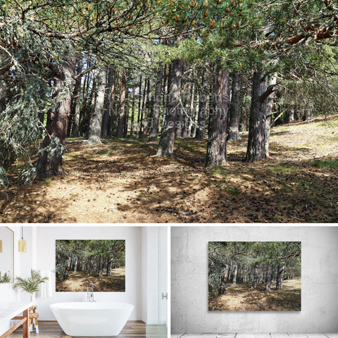 Above coloured photograph featuring the design- 

Scottish Highlands Pine Trees.

Lower left design on a Canvas Print on a  bathroom wall. 

Lower right design on a Canvas Print on an exhibition wall.   

I took this photo during a lovely spring nature walk through the Scottish Highlands. Features sunlight filtering through the dense canopy of tall Pine trees, casting dappled shadows on the forest floor.

 he area is filled with rich greenery, creating a serene and tranquil atmosphere. 

Mockups combined in a grid format in canva.com 

Click links on the main post for options.
