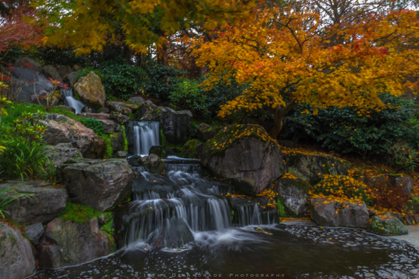 A Tranquil Waterfall Cascades Amidst a Vibrant Autumn Foliage
