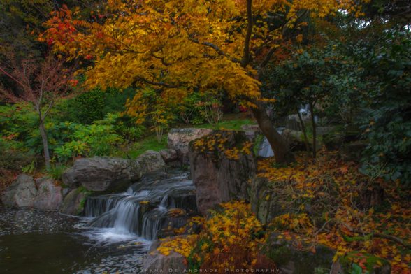 In The Stillness of the Waterfall