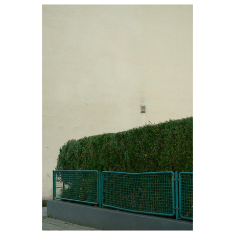 Eine hohe akkurat geschnittene Hecke. Davor ein grüner leicht eingebeulter Zaun auf einem grauen Mäuerchen. Der Hintergrund wird komplett von einer beige farbenen Wand ausgefüllt. 