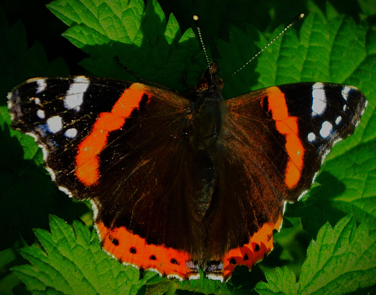 A red admiral butterfly in near perfect condition. The central portion of its body is brown, with a broken horseshoe of orange/ red which gives its name, black and white wingtips, clearly visible in this picture, four black eye spots at the back of half of the body and a very clearly defined pair of antennae. The green leaves on which it is resting and which provide the background belong to a nettle plant,
