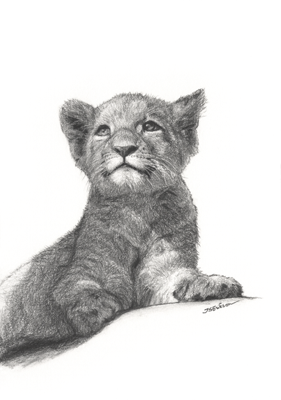 This is a black and white lion cub graphite drawing. The lion is facing the viewer while sitting and looking up to the sky on a sunny day. 