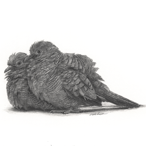 This is a black and white graphite drawing of two doves sitting closely side by side next to each other, facing to the left. Their eyes express peace and love and their feathers are all puffy.