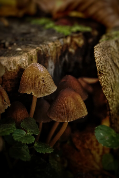 Two mushrooms next to a tree stump, in the foreground and background - out of focus - are more mushrooms