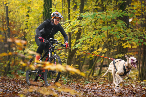 Ein blonder Hund im Zuggeschirr läuft im Galopp durch herbstlichen Wald. Der Hund ist über eine orange Zugleine verbunden mit einem Mountainbike, auf dem sitzt eine schwarz gekleidete Person mit orangem Helm und Handschuhen. Im Vordergrund und Hintergrund sieht man herbstlich gefärbtes Laub eines Waldes.