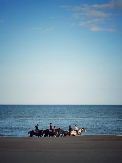 Horses at the beach