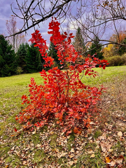 A vibrant Smoke Tree with bright red leaves, surrounded by fallen leaves on the ground, set against a backdrop of green grass and trees under a cloudy sky.
