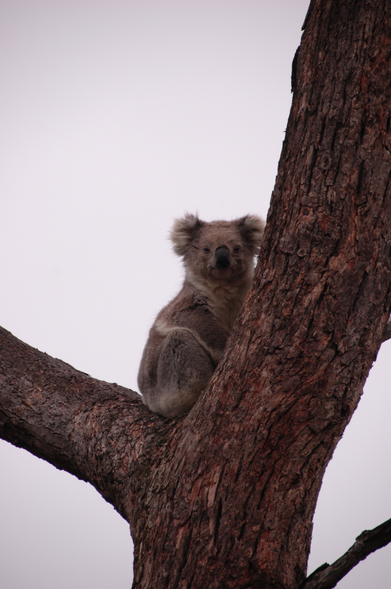 The photograph shows part of a tree and a koala sitting close to the trunk on a branch.