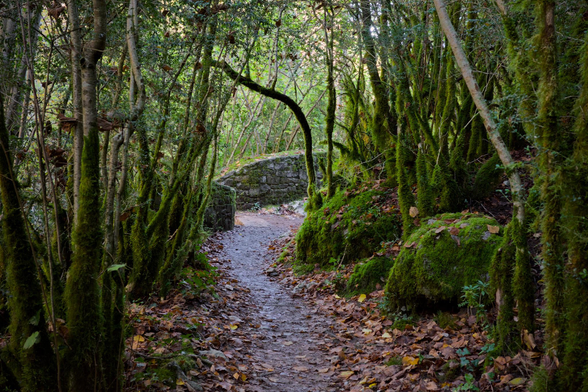 Fotografia de un camino entre vegetacion cubierta de musgo, el camino ocupa el centro inferior del cuadro, lleva a un murillo de piedra en el centro y gira a la derecha perdiendose. Los tonos verdes y la atmosfera oscura le dan un aire encantado.