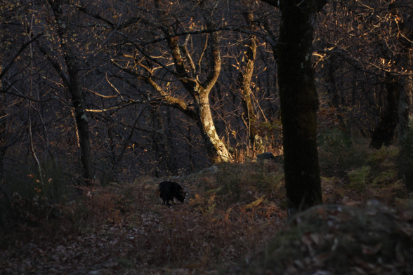 Un albero illuminato dal sole.