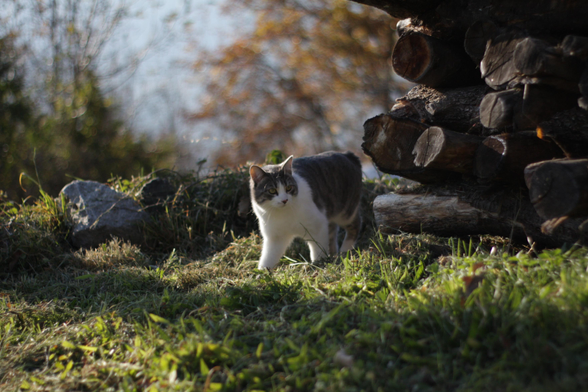 Un gatto che spunta da una catasta di legna.