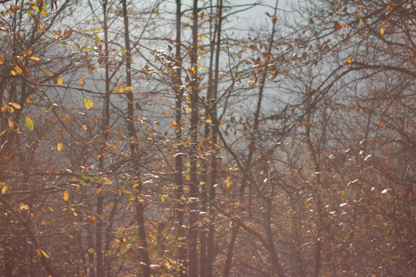 L'effetto della luce e della foschia sul fogliame d'autunno.