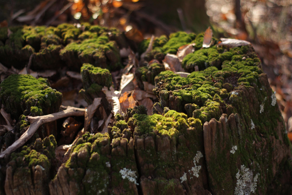 Muschio su un ceppo.