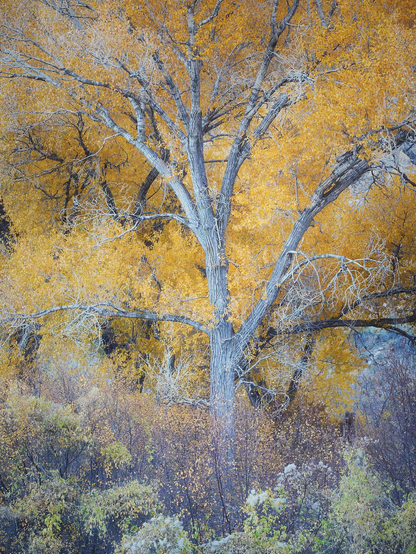 A tall, gray-trunked tree with outstretched branches stands amid dense undergrowth, its canopy ablaze with golden autumn leaves. Pale, leafless twigs lace through the foliage, while a mix of muted green and lavender-tinged shrubs fills the foreground, creating a soft, misty woodland palette.