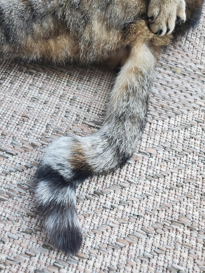 A tabby's tail lies on a mat, with a little of her butt and one paw visible. The tail had a serious kink ninety degree kink in it, a remnant of some unknown trauma in her past life.

Cat: Zoozvi
Photographer: The Cat Whisperer