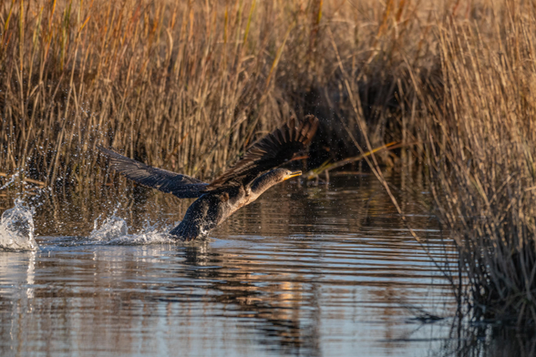 A photograph of a Double-crested Cormorant taking flight form flat water, splashes lingering behind it, surrounded by reeds in golden hour light.
