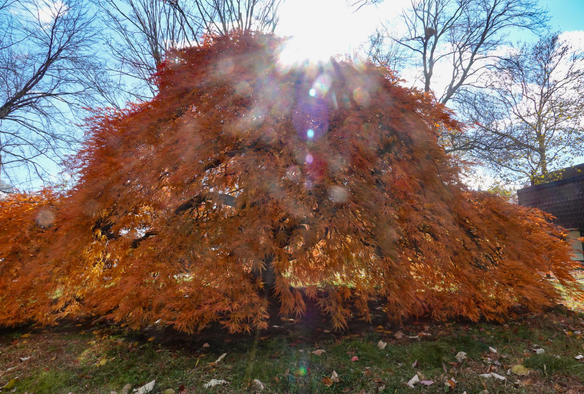 sun shines through the orange and red leaves of a mound shaped japanese maple shrub