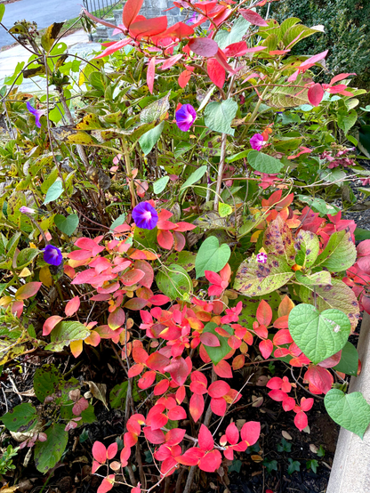In a small yard, a short blueberry tree with bright red leaves stands surrounded by a hydrangea bush whose green foliage is covered with morning glory vines bearing purple flowers.