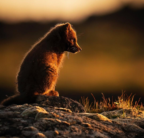 Young arctic fox, sitting in profile in the glow of sunset lost in thought