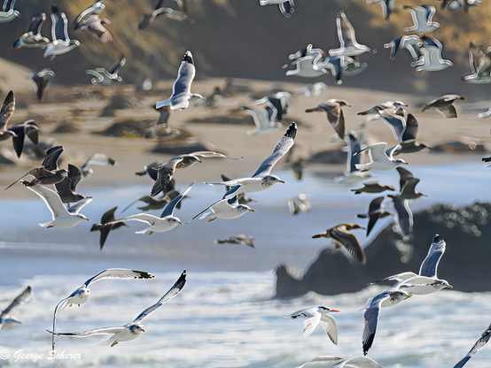 Flock of seagulls in flight, filling the image.  In the background is an out-of-focus rocky beach and ocean surf.