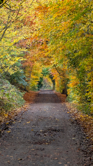 Autumnal tunnel of trees