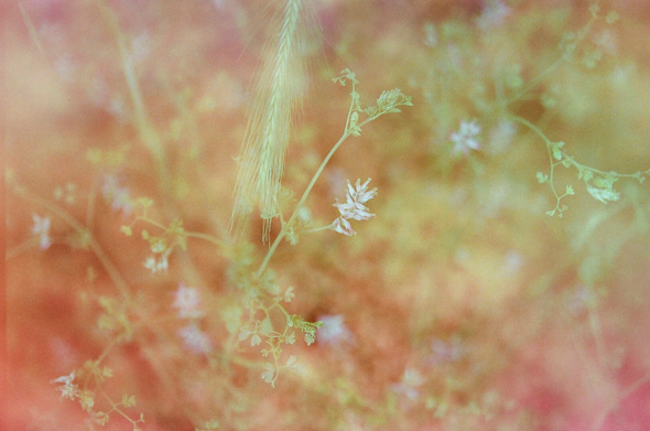 L'image présente une composition abstraite et floue, dominée par des teintes de rose, de pêche et de jaune clair. Au premier plan, on distingue quelques petits éléments végétaux. Sur la partie supérieure gauche, une tige fine et allongée, ressemblant à une brindille d'herbe ou une graminée, se dresse verticalement. Un second élément végétal, avec de petites feuilles et de minuscules fleurs blanches, traverse l'image de la droite vers le centre et le bas. L'arrière-plan est complètement flou, créant un effet de bokeh doux et onirique, avec des variations de couleurs qui contribuent à une atmosphère délicate et éthérée. La granularité visible sur l'image ajoute une texture subtile.