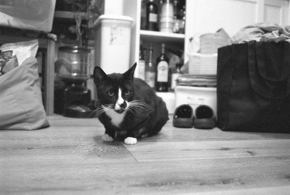 Freddie the tuxedo cat looks past the camera, taking a break from devouring the catnip. 

Ilford Delta 3200 
Nikon AF Nikkor 35mm f2.0 D
Nikon F-601

