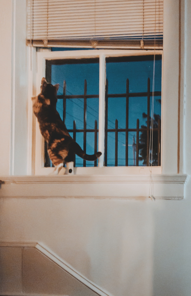 A cat in a window. 