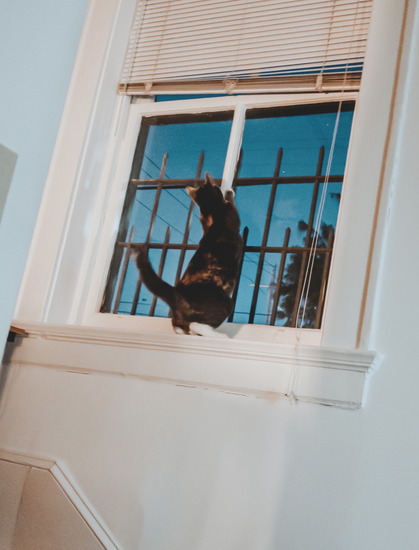 A cat in a window. 