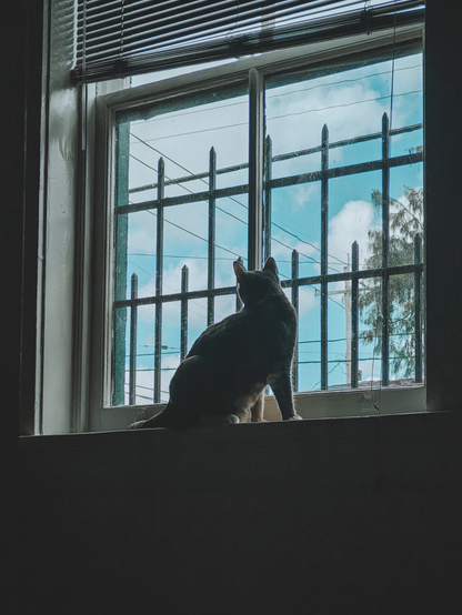 A cat in a window. 