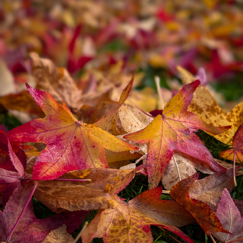 A close-up, low-angle view of a carpet of fallen autumn leaves. The image is dominated by several large, star-shaped leaves that are vividly colored in the warm hues of the season. The colors transition dramatically, featuring bright red and deep crimson at the edges and centers, fading into rich yellow and golden orange.