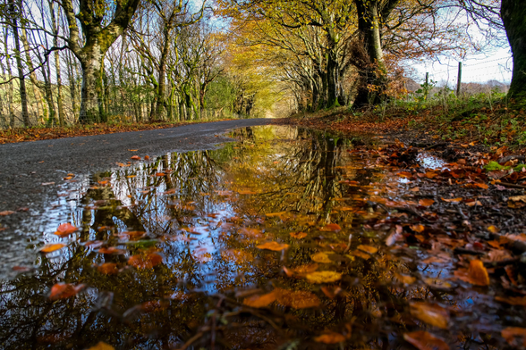 Reflections of trees in road side puddle filled with leaves