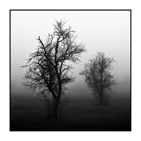 Square black-and-white photograph. Two leafless trees stand in a foggy field, one positioned in the foreground on the left, the other further back to the right. The trees’ dark branches form intricate, irregular shapes against the pale, mist-filled background. The ground is dimly visible, covered with short grass. No other elements are discernible beyond the trees due to the dense fog.