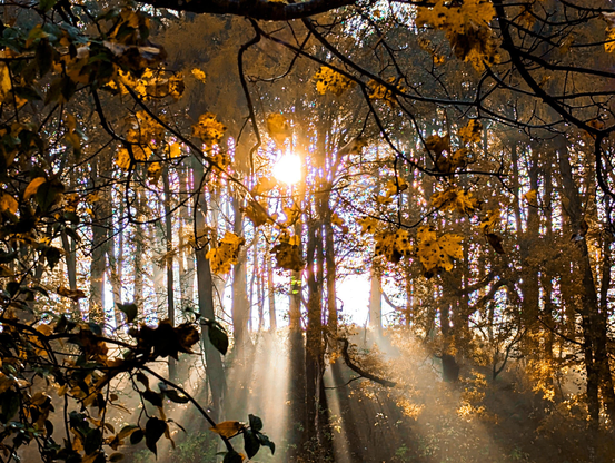 Image shows the sun burning through the morning mist behind some autumnal trees - great golden colours and fabulous shadows