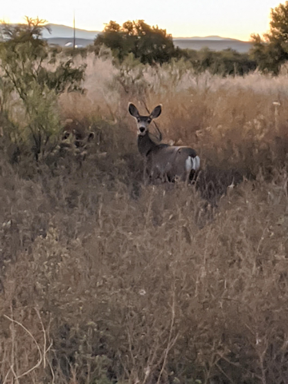 A mule deer stands quietly under cover of tall grass after sunset 