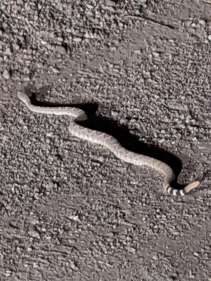 A large diamondback rattlesnake stretched out on a gravel road with 4 black and white bands and a section of rattles at its tail end 