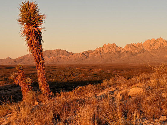 A brilliant red light at golden hour lights up the desert landscape dotted with tall yucca plants and dominated in the background with the sawtooth shaped Organ Mountains 
