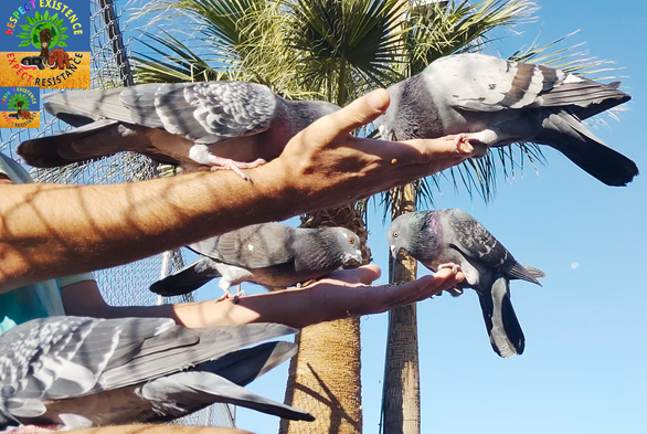 me feeding pigeons. there are two in each hand, eating, and one sitting on my knee
WT7
