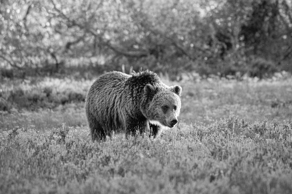 A sub-adult grizzly bear walking on the sage brush along Pilgrim Creek.