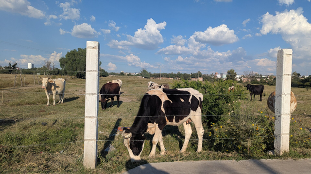 Photo of a bunch of cows grazing on an open field behind a fence, with blue skies and a few clouds in the background. To the right a brown/white cow behind a fence post, legs hidden behind it, back facing the camera. Looks like a floating spherical cow.