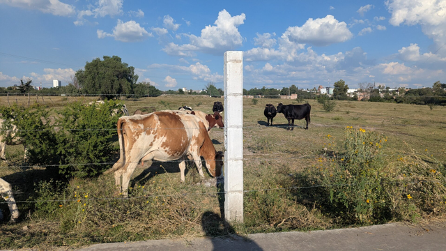 Lateral photo of the spherical cow shows that it is not a floating sphere, actually. Just a cool cow.