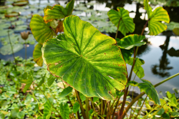 Auto-generated description: A large, vibrant green leaf with some brown spots is illuminated by sunlight, surrounded by other leaves near a body of water.