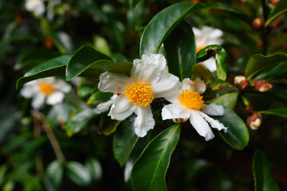 Auto-generated description: White flowers with yellow centers are surrounded by green leaves.