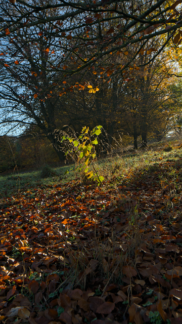 Dancing queen, a simple, well-lit shrub seems to sketch out dance steps