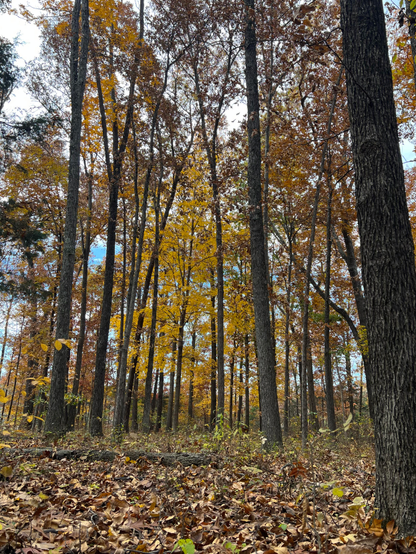 Tall trees with rich yellow leaves with a large amount of colorful leaves on the ground. 