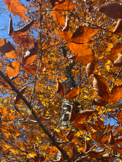 Close up of a birch tree with rich orange & red leaves. The photo is looking up towards the sky to the top of the tree. 