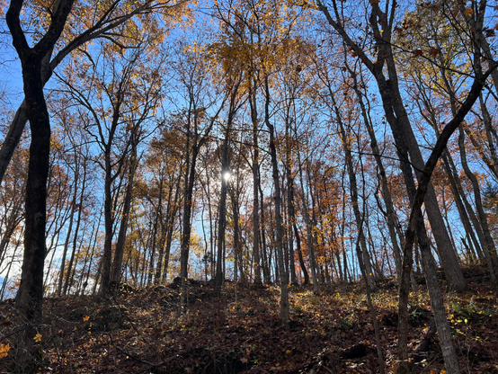 The sun is peaking through tall trees with different leaves of many colors. 