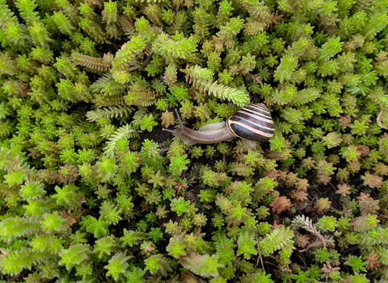A brown and yellow striped snail with its body and horns extended far out of its shell as it crawls across the thick green spires of a succulent groundcover.
